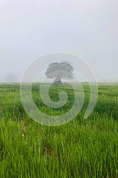 Tree in the field in the fog, Andalusia, Sierra Tejeda Natural Park photo