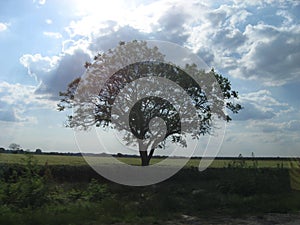 Tree, Field, Heath in Vojvodina, Serbia