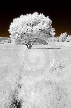 Tree in a field - IR image