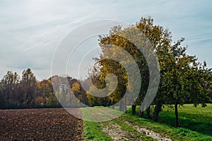 Tree, field, meadow and forest, blue sky - Autumn Season. Fall in the Field. Green Field, Yellow tree and Blue Sky