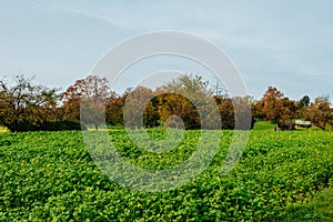 Tree, field, meadow and forest, blue sky - Autumn Season. Fall in the Field. Green Field, Yellow tree and Blue Sky