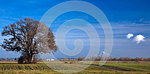 Tree in field with Mt. Hood