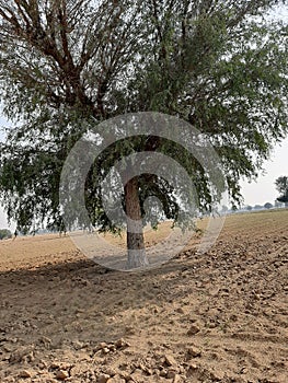A tree in field of rajasthan