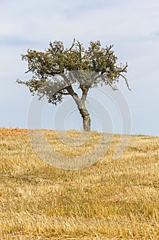 Tree in a field in Santiago do Cacem