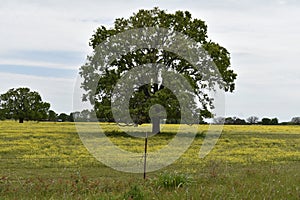 Tree in a field South of Sulphur Springs Texas on Hwy 11