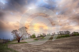 Tree and field at sunrise in early spring