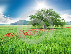 Tree in a field and wild flowers.