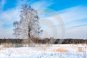 Tree on the field in winter, snow and blue sky in feathery