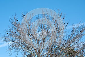 Tree filled with Crows