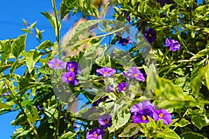 Tree filled with tiny purple flowers a blue sky background and lush green leaves