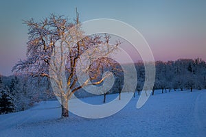 Tree in the first morning light on a cold winter day