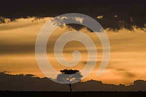 Tree and flat landscape of the Maasai Mara, at sunset,  Kenya