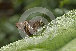 Tree Flitter Butterfly at Garo Hills,Meghalaya,India