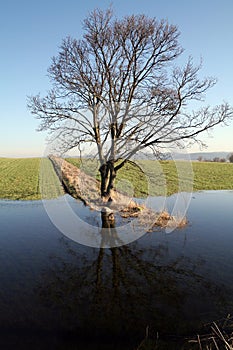 Tree in flooded field