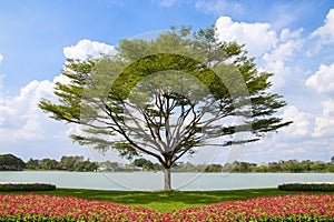 Tree and flower bed with blue sky background