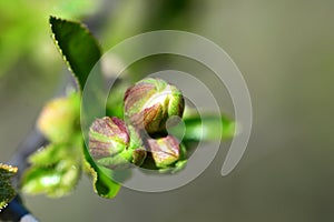 tree flower bud