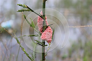 Tree flower green egg snile pink photo