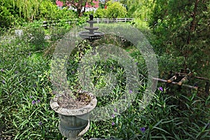 Tree on flower pot with  fountain and spring garden