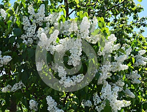 Tree, flower, spring, flowers, white, blossom, green, nature, plant, garden, branch, leaf, blooming, apple, bloom, cherry, beauty,