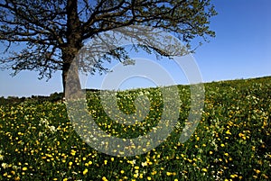 Tree in flower strewn meadow