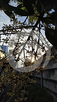 Tree flowering seasons