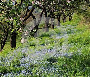 Tree flowers with a bed of forget me nots photo