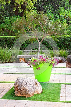 Tree and flowers in big pot in Park Ramat Hanadiv, Memorial Gardens of Baron Edmond de Rothschild, Zichron Yaakov, Israel