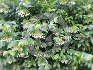 Tree flowers garden gardenflower natural outdoor trip