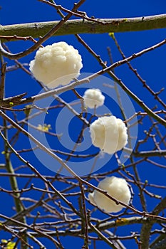 Tree and flowers of silk floss tree, Ceiba insignis Chorisia Speciosa