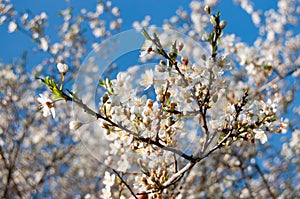 Tree flowers in spring