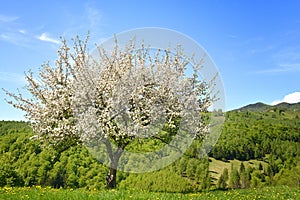 Tree  flowers, summer landscape in Magura, Romania