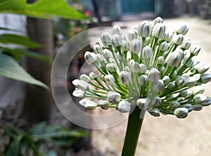 Tree flowers wows