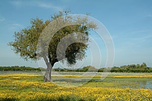 Tree in flowery field, springtime photo