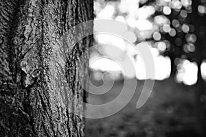 Tree in Focus with bokeh background photo