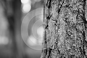 Tree in Focus photo