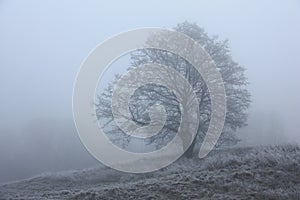 Tree in a fog.