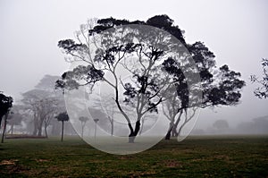 Tree in fog