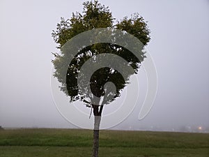 A tree in the fog.