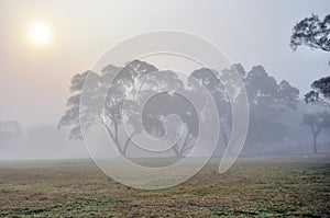 Tree in fog