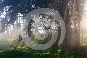 Tree and fog