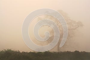Tree among Fog