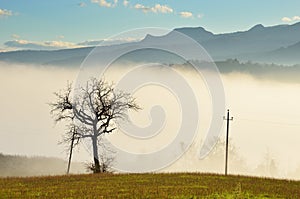 Tree in the fog