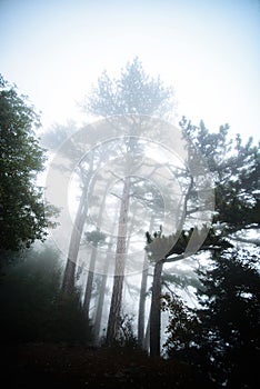 Tree in the fog AiPetri Crimea
