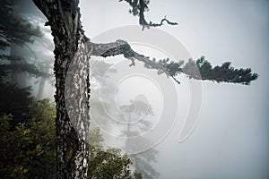 Tree in the fog AiPetri Crimea