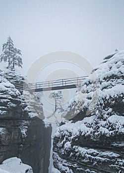 Tree in fog covered with snow, Elbe Sandstone Mountains National Park of Saxon Switzerland on the Bastei bridge in winter, Germany