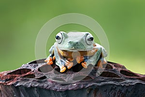 Tree fog, flying frog, frogs, javan tree frog