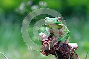 Tree fog, frogs, white lipped frog, litoria infrafrenata