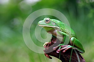 Tree fog, frogs, white lipped frog, litoria infrafrenata