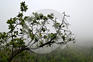 The tree in the fog in mountains