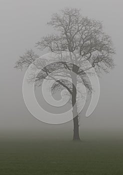 Tree in the fog in the Netherlands